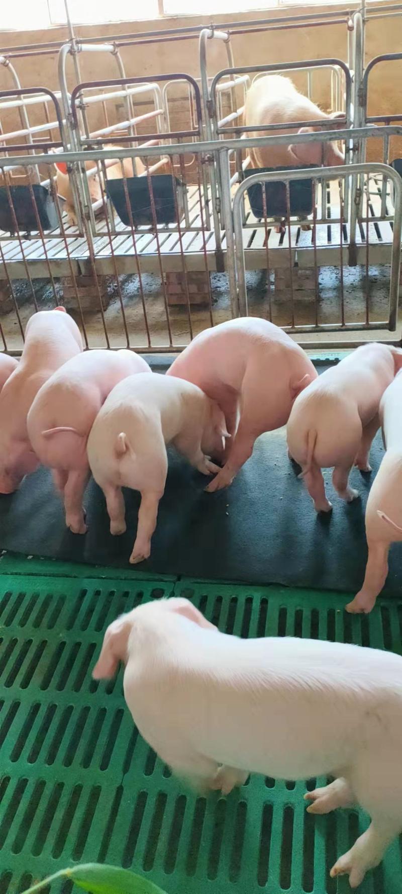 三元仔猪防疫到位【提供技术指导】育肥猪出售全国发货