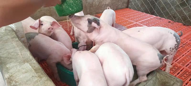 三元仔猪防疫到位【提供技术指导】育肥猪出售全国发货