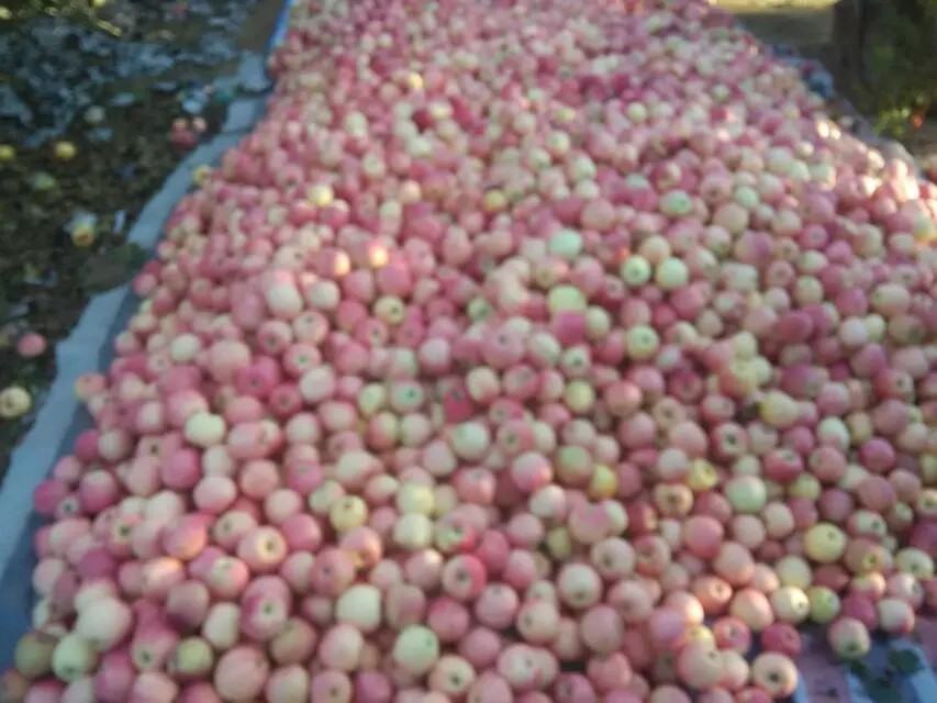 图片说明:一片开阔的果园中,桃树与杏树交错种植,枝头挂满成熟果实,在阳光下泛着诱人的光泽,展现出自然生态与农业丰收的美好景象 桃杏果园图