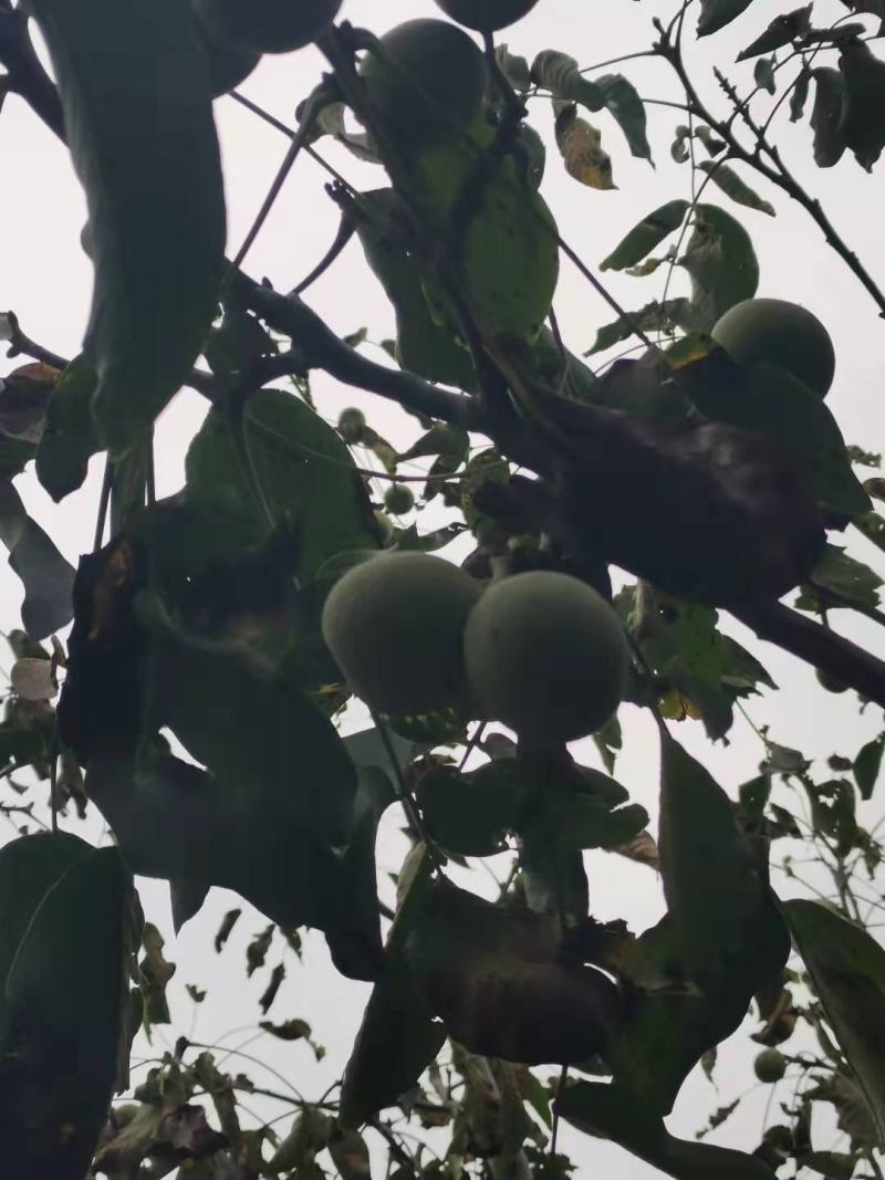 青皮核桃