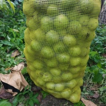 青皮核桃
