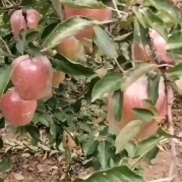 冠县苹果大量上市