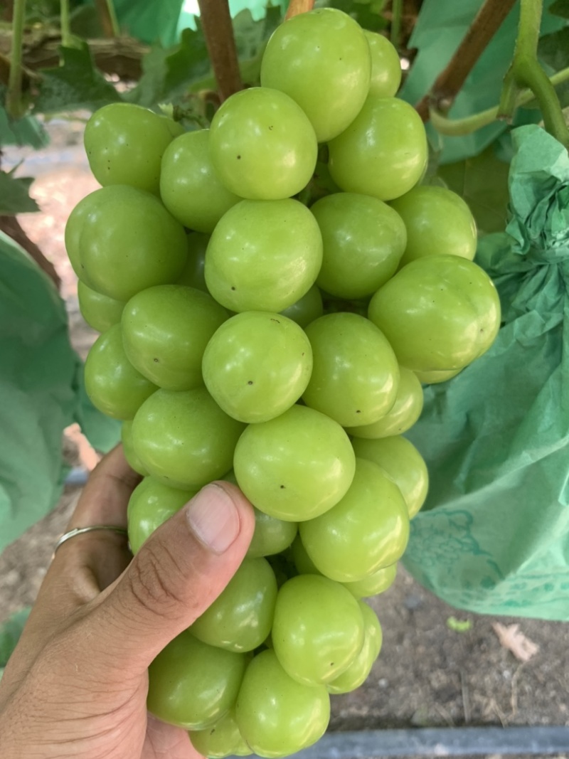 阳光玫瑰精品园