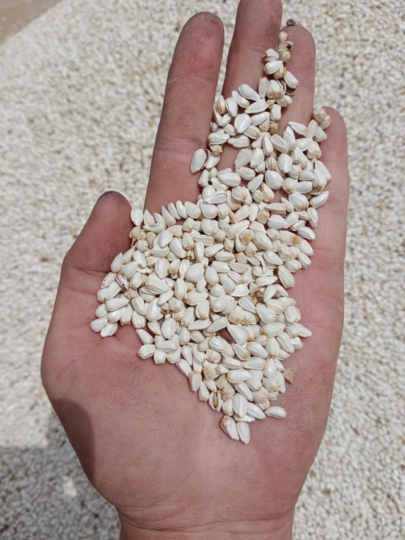 红花籽