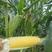 甜玉米种子太阳花系列甜玉米适合全国各地种植