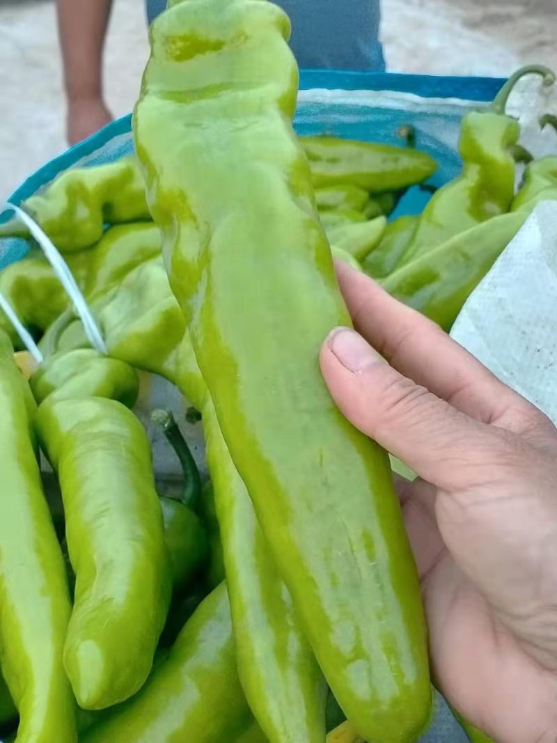尖椒新乐市尖椒9月大量上市需要的联系我随到随装车