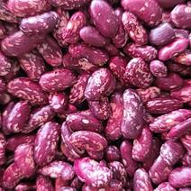 贵州本地紫花豆，质量好价格优