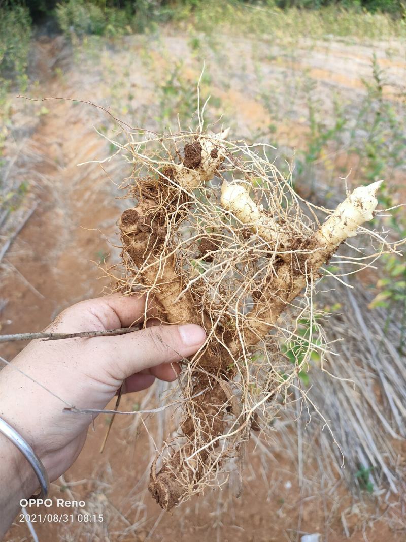 玉竹中药材/中药根茎类