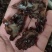 核桃菌…猴脑菌…玛卡菌