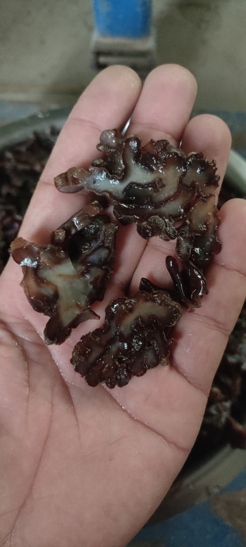 核桃菌…猴脑菌…玛卡菌