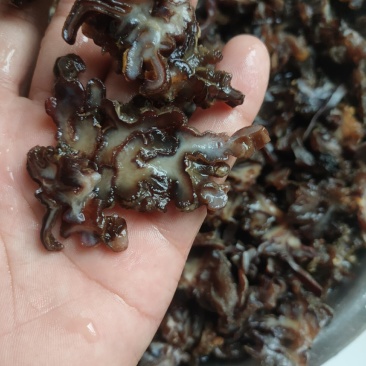 核桃菌…猴脑菌…玛卡菌