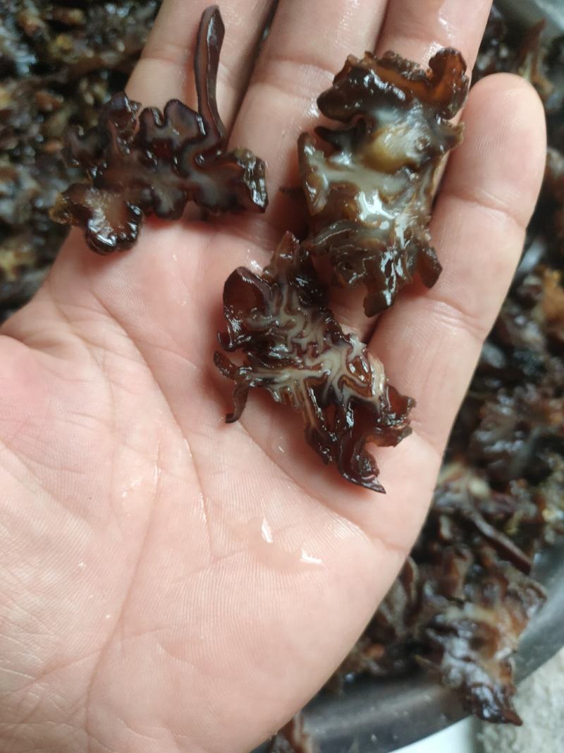 核桃菌…猴脑菌…玛卡菌