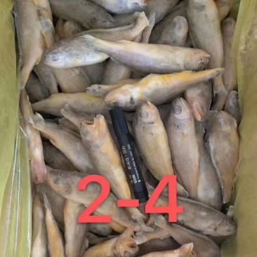 小黄鱼黄花鱼量大从优质量保障基地供应