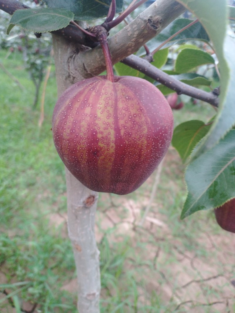 本冷库大量存放彩虹梨，彩虹梨价格，彩虹梨批发，有需要抓紧