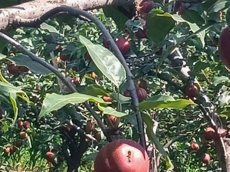 本冷库大量存放彩虹梨，彩虹梨价格，彩虹梨批发，有需要抓紧