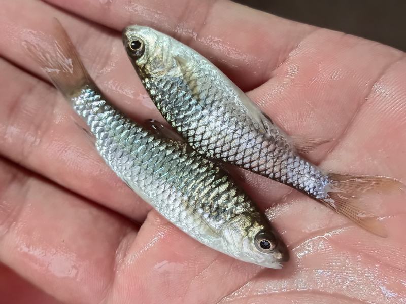 青竹鲤苗、青竹鲩鱼苗、军鱼苗，青竹鱼、常年供应，量大从优