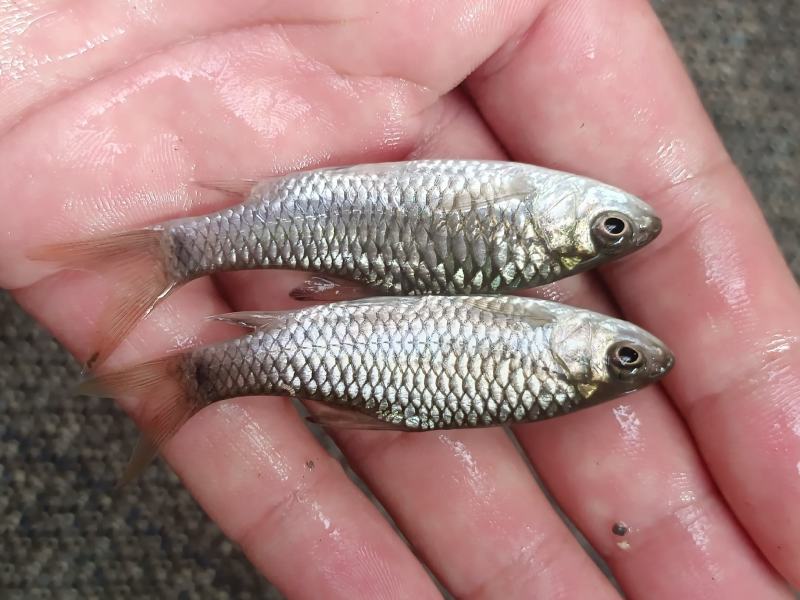 青竹鲤苗、青竹鲩鱼苗、军鱼苗，青竹鱼、常年供应，量大从优