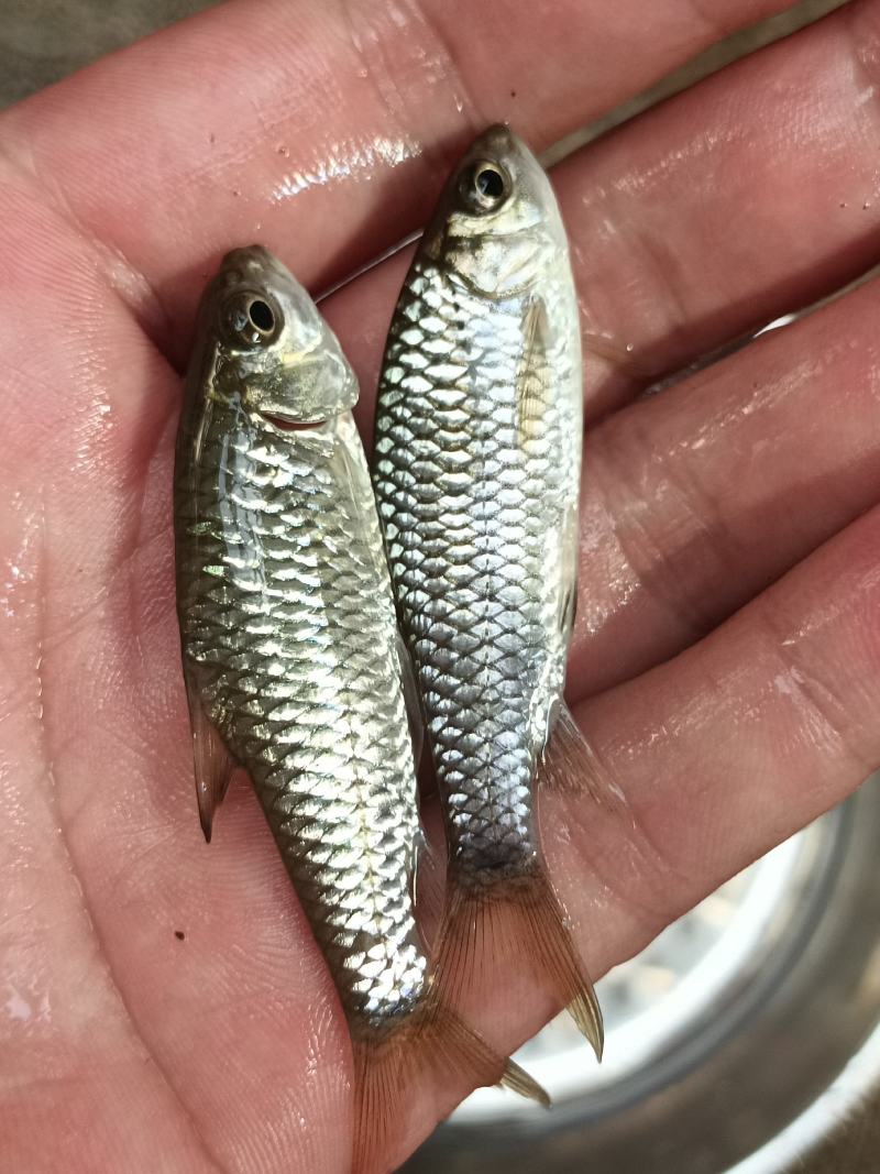 青竹鲤苗、青竹鲩鱼苗、军鱼苗，青竹鱼、常年供应，量大从优