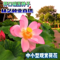 碗莲种子已开口中小型荷花四季水培植物小睡莲遇水开花