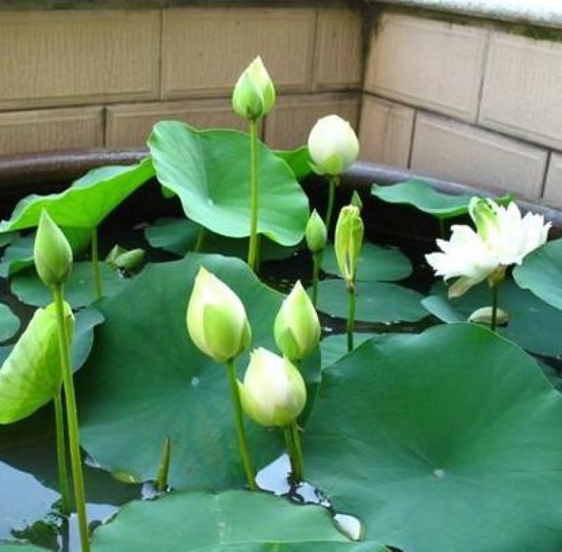 碗莲种子已开口中小型荷花四季水培植物小睡莲遇水开花