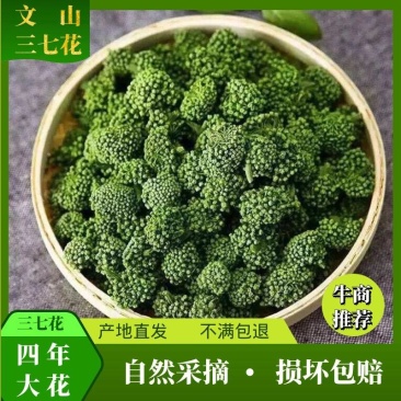 田七花头茬三七花正宗云南文山三七花田七花