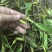 收购石橄榄。有货来换米