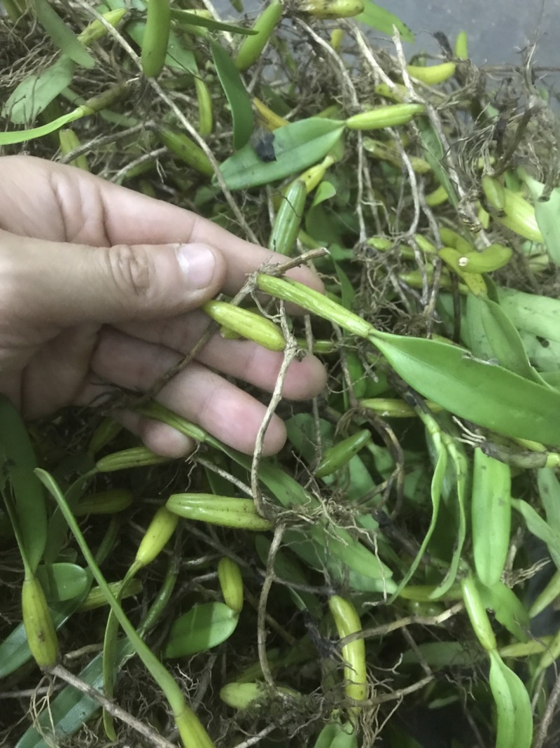 收购石橄榄。有货来换米