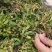 收购石橄榄。有货来换米
