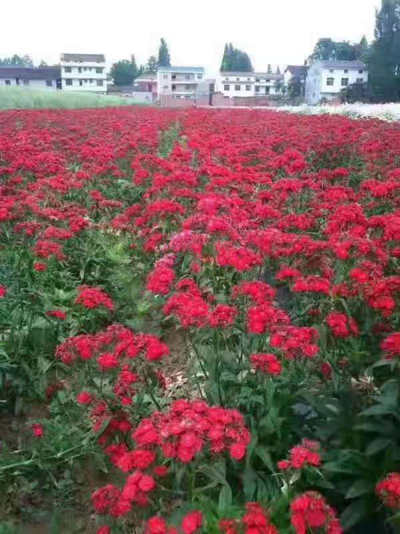 美国石竹，规格齐全，一手货源，大量有货，基地直发