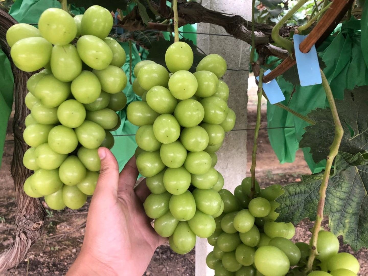 阳光玫瑰果园自然成熟过程