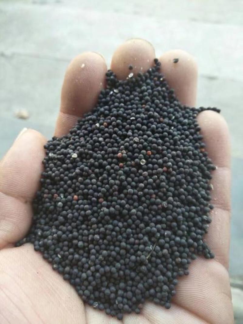 王不留行，生王不留新货质量保证现货供应欢迎咨询合作！