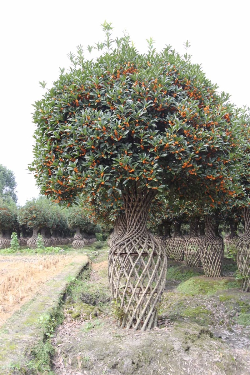 桂花花瓶绿化苗木基地供货欢迎联系下单咨询