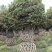 桂花花瓶绿化苗木基地供货欢迎联系下单咨询