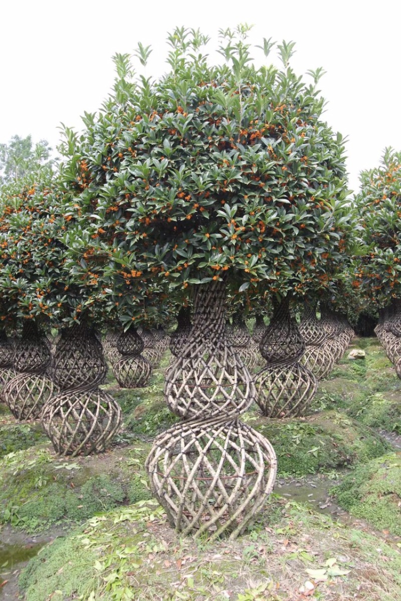 桂花花瓶绿化苗木基地供货欢迎联系下单咨询