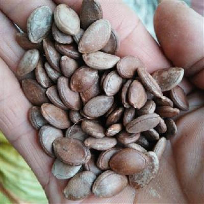 瓜蒌籽，正品双边栝楼仁果实饱满质量保证现货供应欢迎咨询购