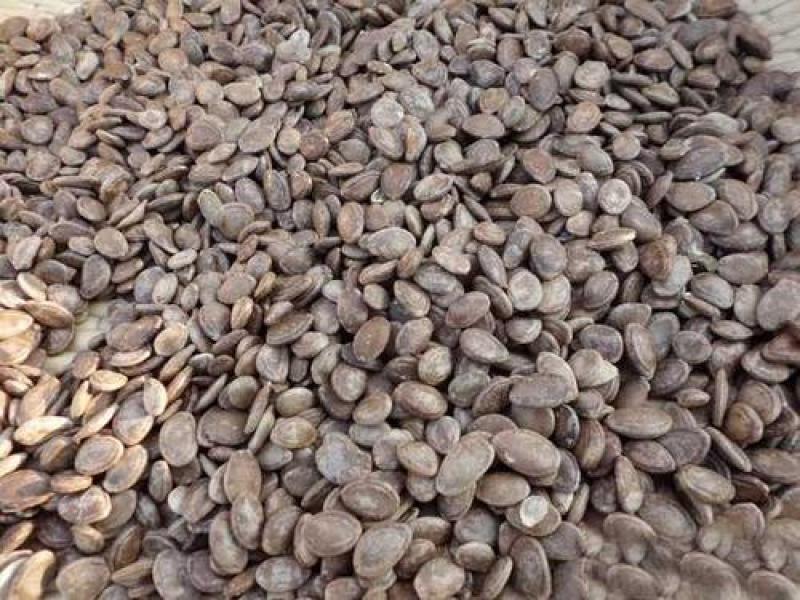 瓜蒌籽，正品双边栝楼仁果实饱满质量保证现货供应欢迎咨询购
