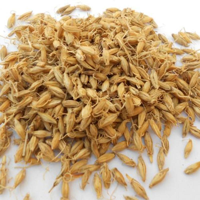 麦芽，生大麦芽发芽率高质量保证现货供应欢迎咨询合作