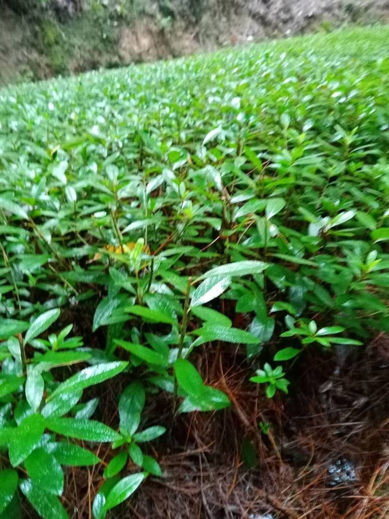 重庆巴南区赚宝苗圃专业批发精品春娟量大价格美丽