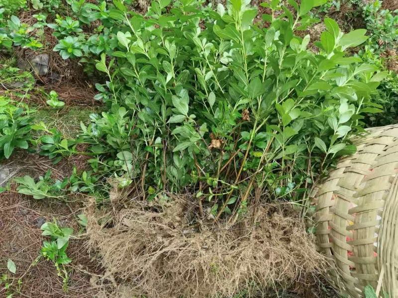 重庆巴南区赚宝苗圃专业批发精品春娟量大价格美丽