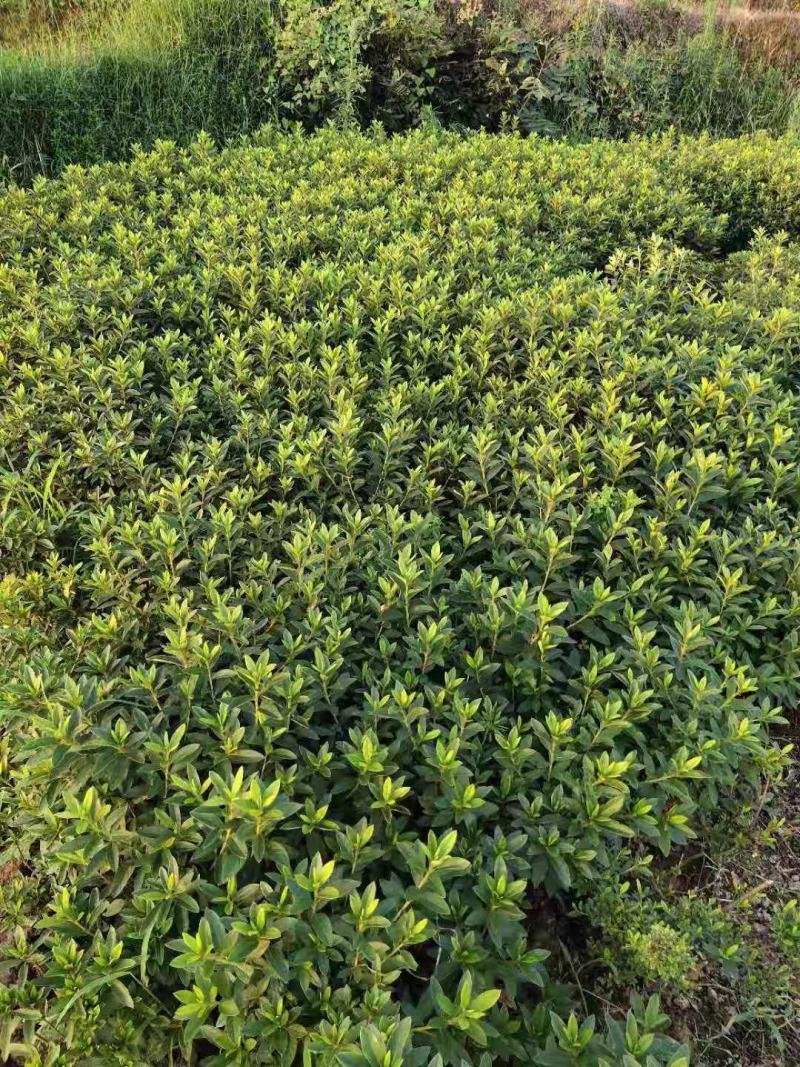 重庆巴南区赚宝苗圃专业批发精品春娟量大价格美丽