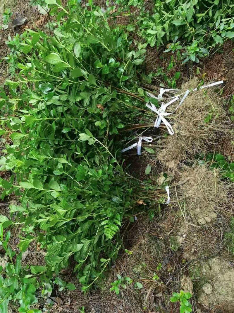 重庆巴南区赚宝苗圃专业批发精品春娟量大价格美丽