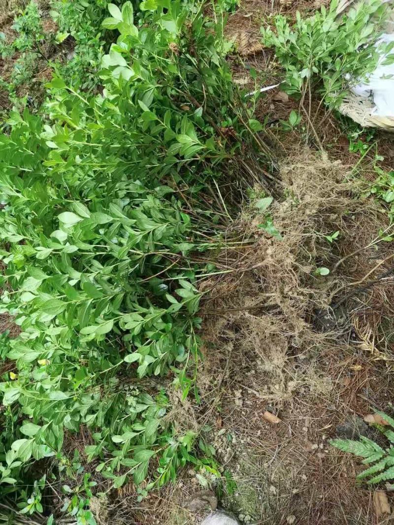 重庆巴南区赚宝苗圃专业批发精品春娟量大价格美丽