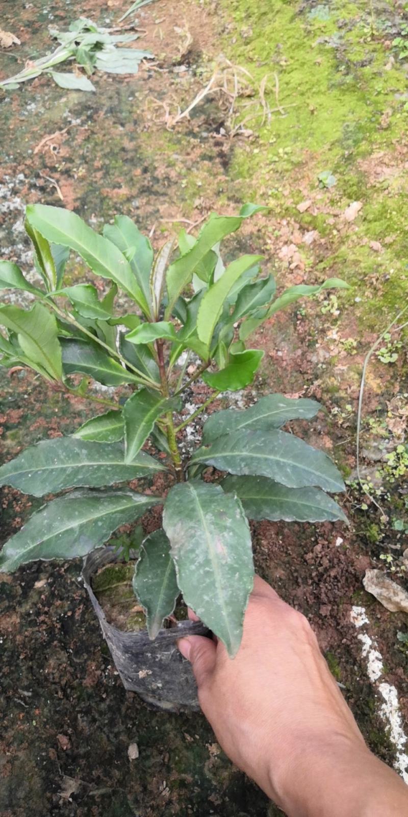 朱砂根种苗，中草药武平东留富贵子黄金万两小苗