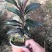 朱砂根种苗，中草药武平东留富贵子黄金万两小苗