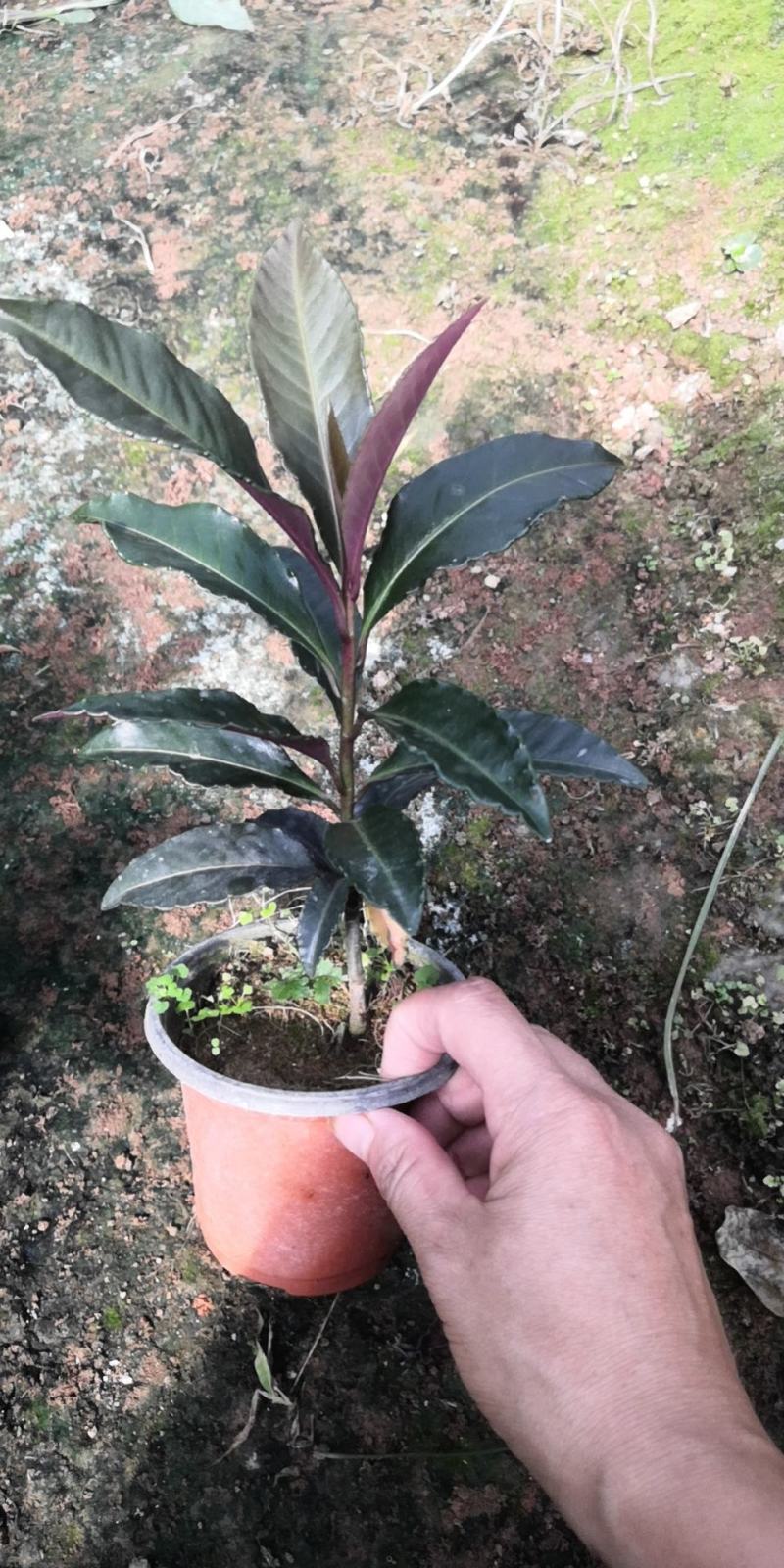 朱砂根种苗，中草药武平东留富贵子黄金万两小苗