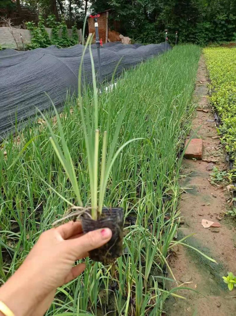 马兰，马莲，多芽，大量有货，基地直发，一手货源