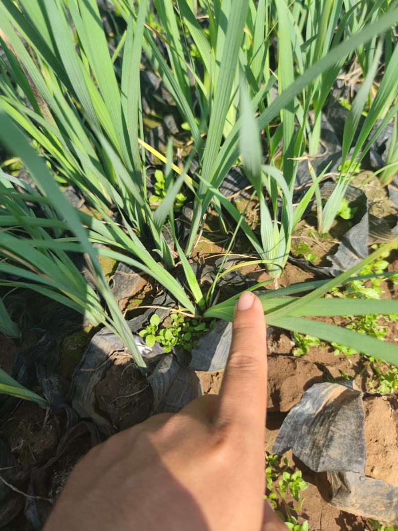 马兰，马莲，多芽，大量有货，基地直发，一手货源