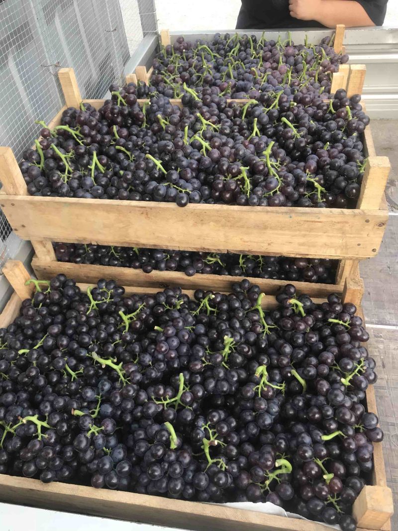 山东蓬莱区露天巨峰，玫瑰香，金手指大量上市了