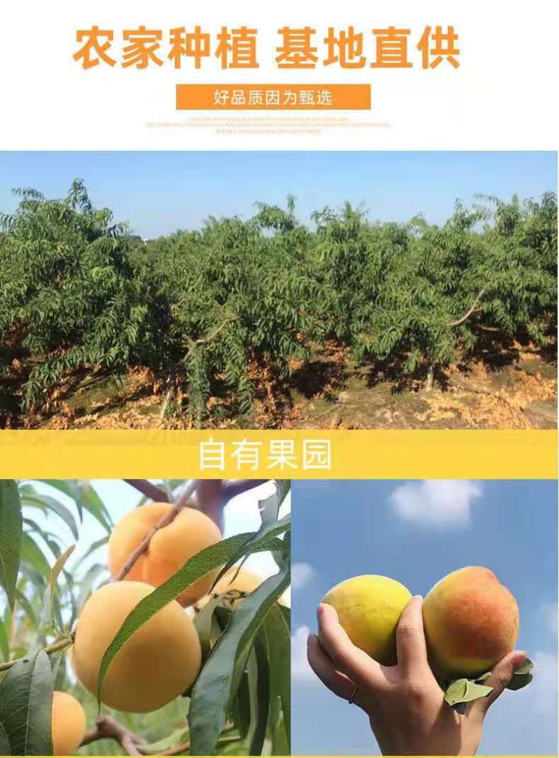 山东锦绣黄桃黄金蜜桃子新鲜水果5斤脆桃当季整箱包邮实力