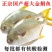 【今日特价】新鲜特大号金鲳鱼批发一箱肉鲳鱼平鱼白鲳鱼海鲜